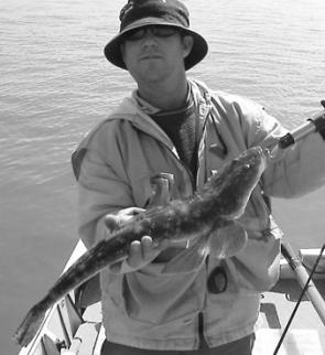 Flathead like this are a prime target in October. This one fell to a paddle tailed soft plastic.